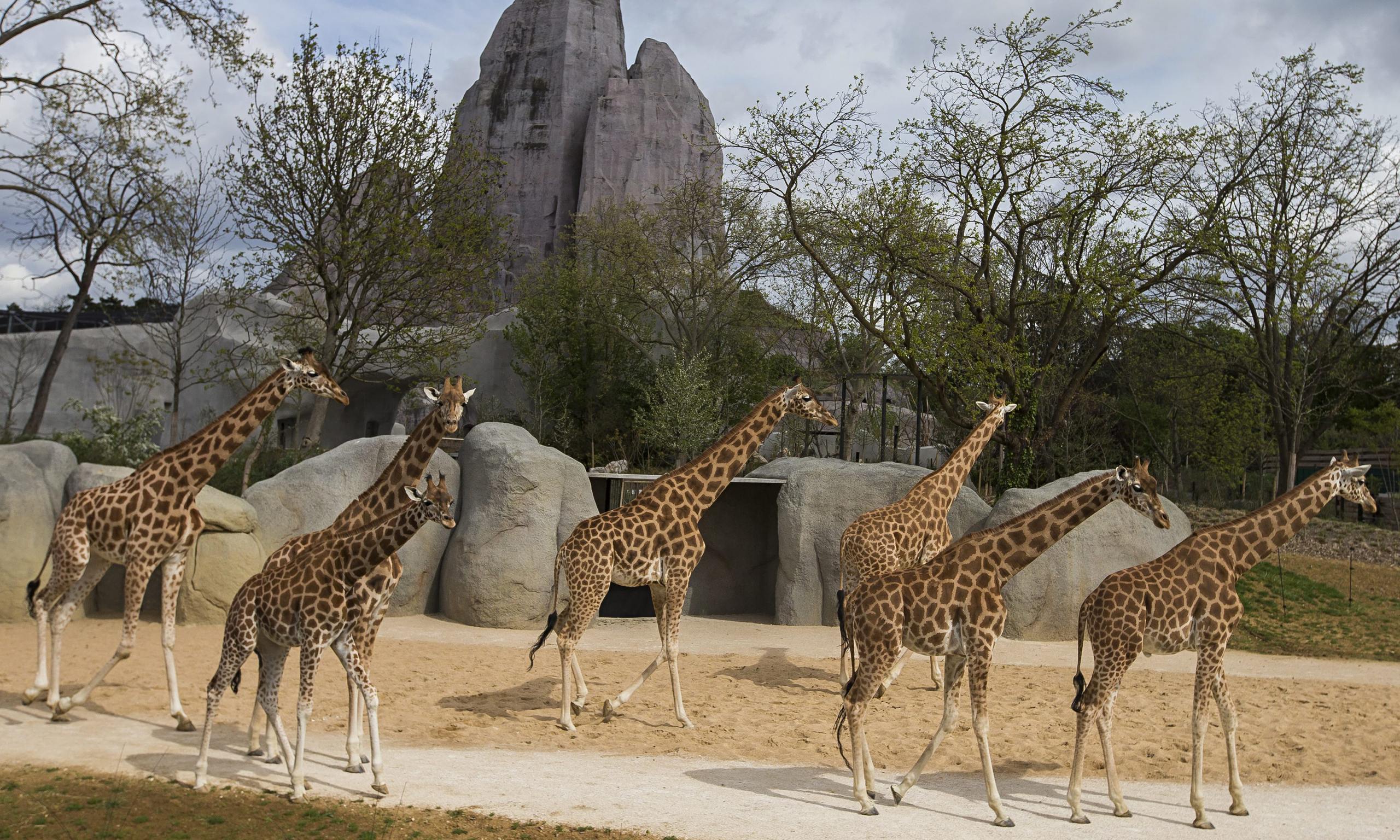 Paris zoo to reopen after a €133m revamp and Grand Rocher facelift