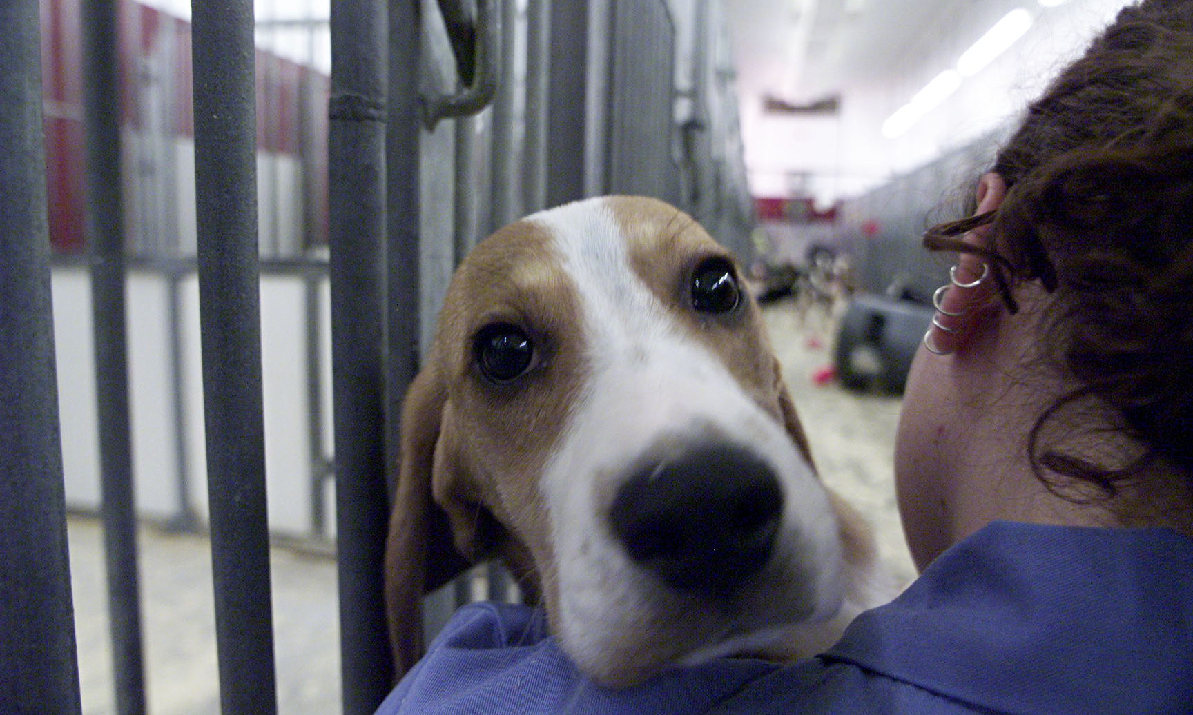 Animal Testing Costs Lot