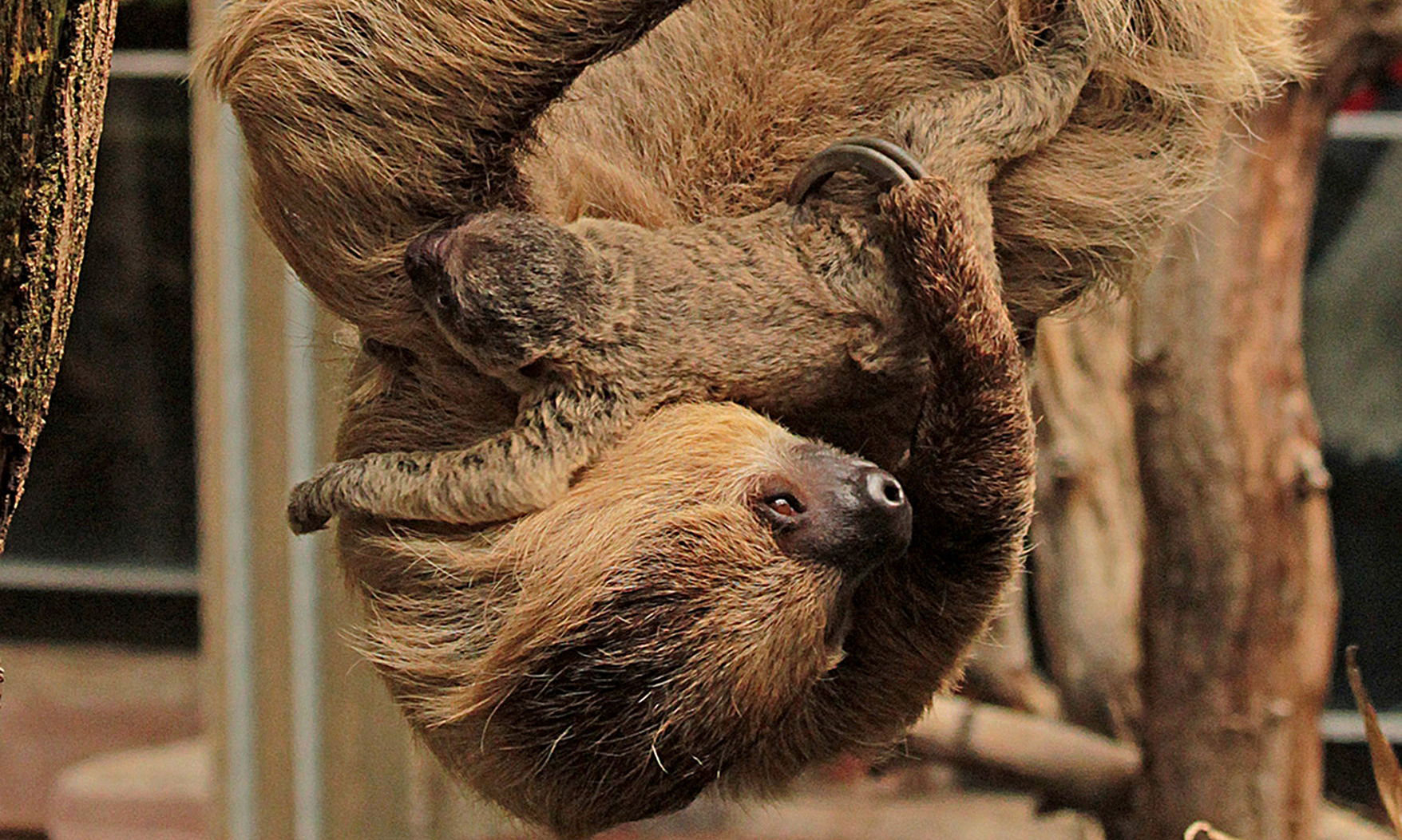 sloth-baby-surprises-keepers-at-london-zoo-environment-the-guardian