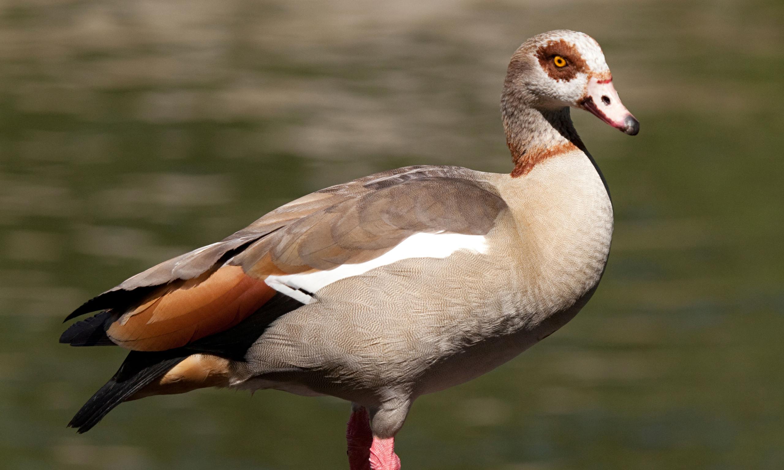 specieswatch-egyptian-goose-environment-the-guardian