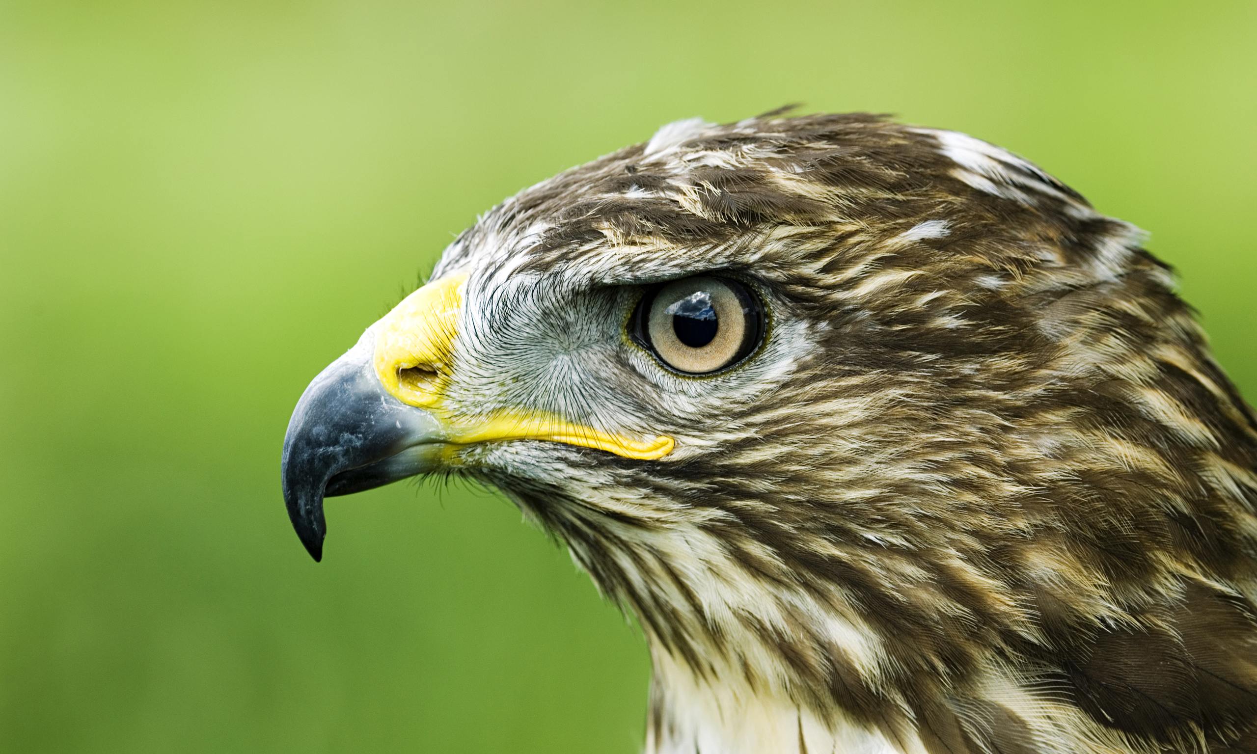 what-do-robins-badgers-and-buzzards-have-in-common-they-re-all-on-the