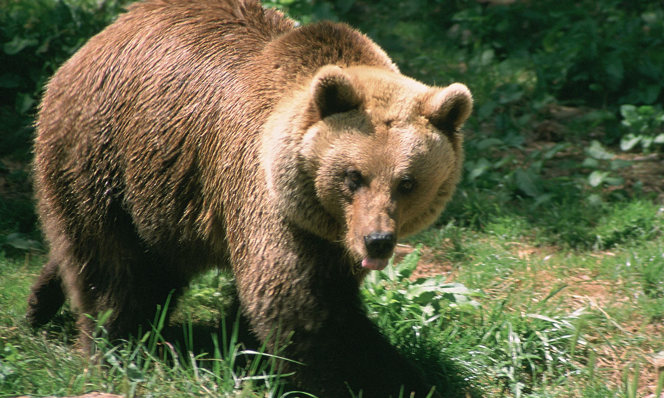 Забайкальский бурый медведь