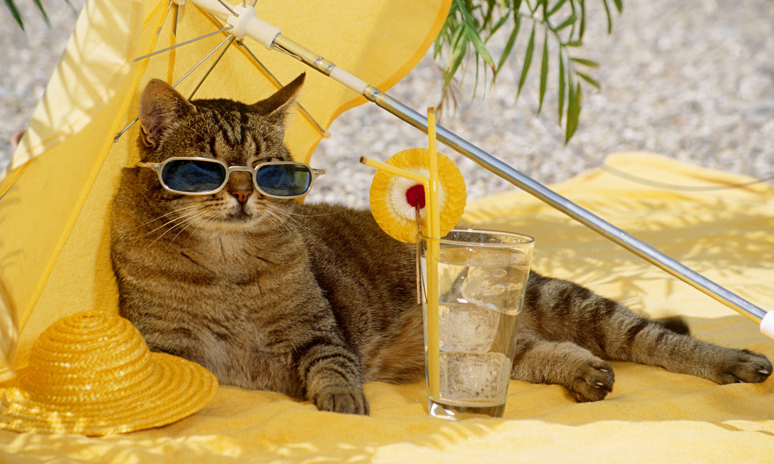 https://static-secure.guim.co.uk/sys-images/Guardian/Pix/pictures/2014/6/13/1402664441891/tabby-cat---with-sun-glas-014.jpg