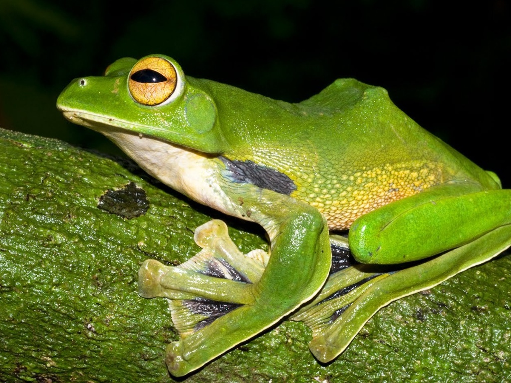 Flying frogs. Яванская летающая лягушка. Лягушка крабоед. Азиатская лягушка крабоед. Лягушка летяга.