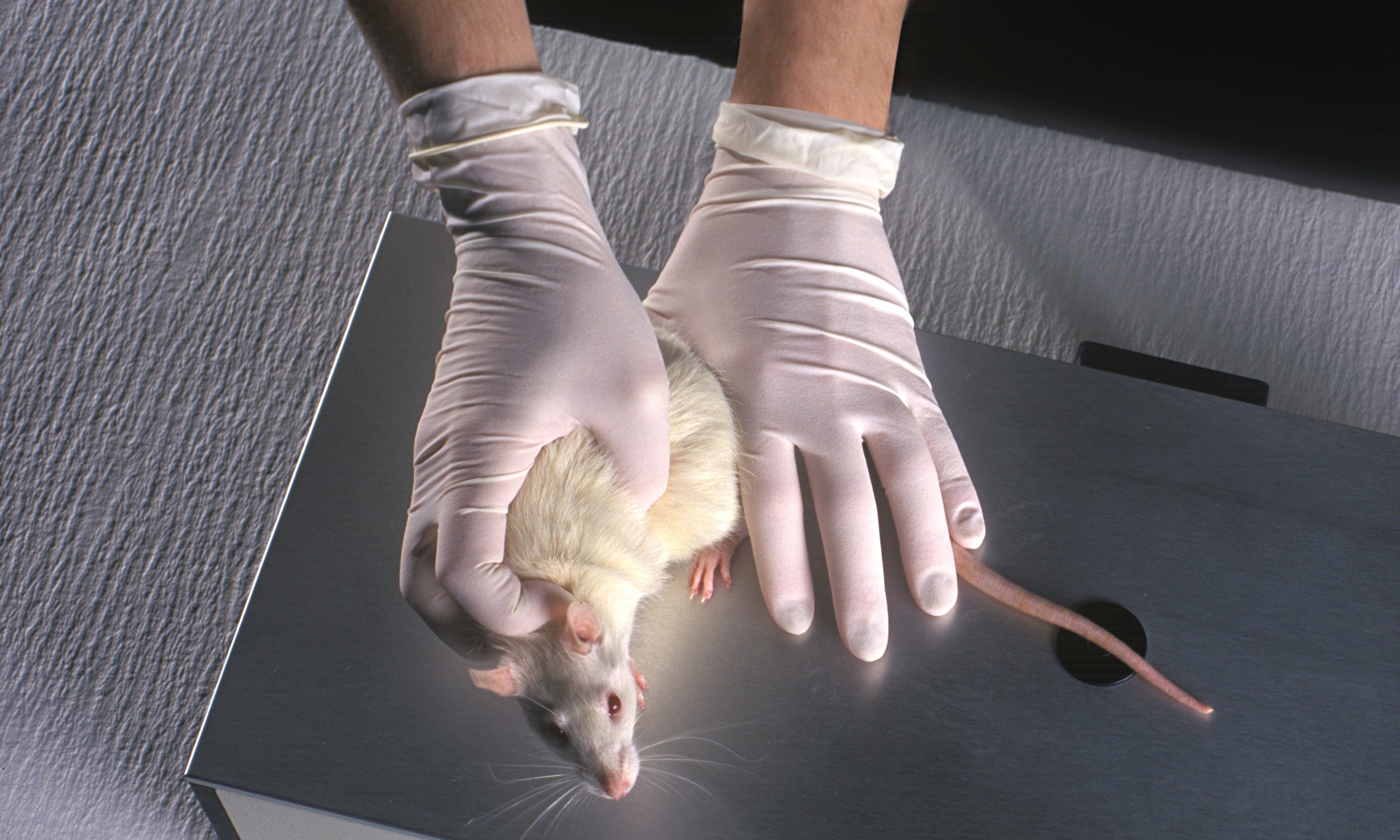 using-animals-to-test-drugs-is-outdated-and-unreliable-letters-from