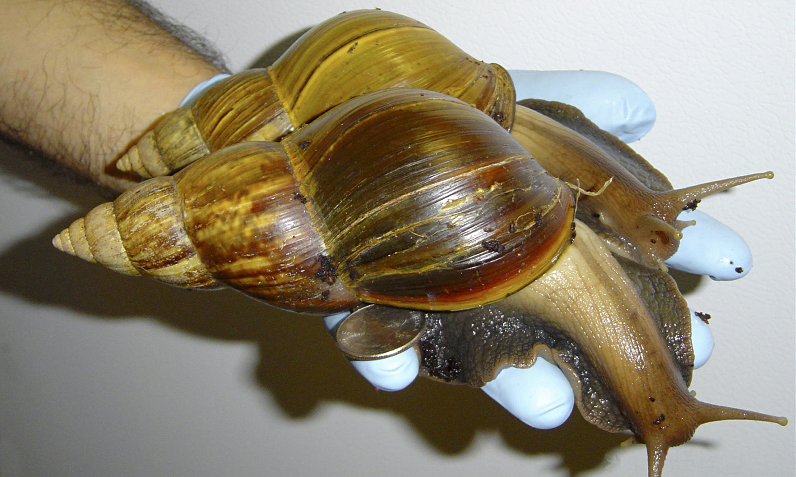 Hundreds Of Giant African Snails Seized In Us Environment The Guardian 