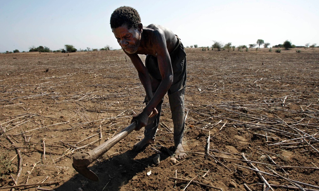 A Malawian farmer working on his land. A new study finds that climate change could slow economic growth in poor countries more than previously though, for example by
