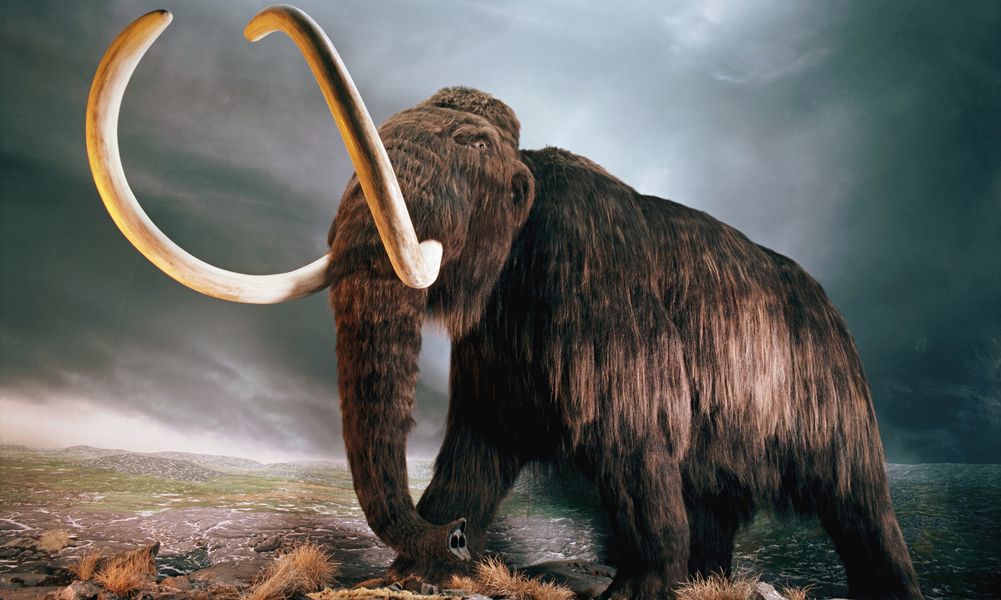 Woolly-Mammoth-Replica-at-009.jpg