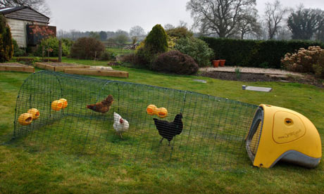 Talking chickens: Plastic v wooden houses | Life and style | The ...