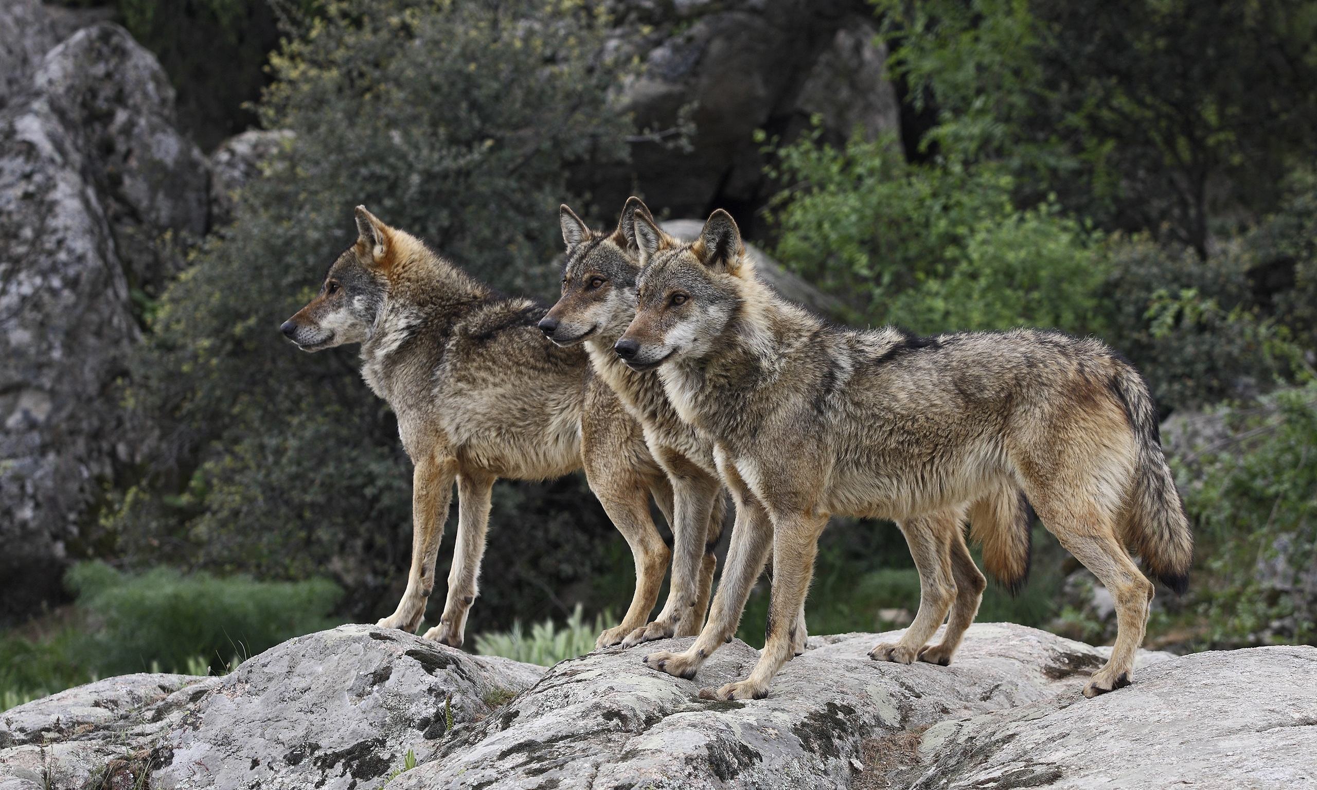Дика италия. Иберийские волки в Испании. Canis Lupus signatus. Европейский волк. Серый Европейский волк.