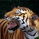 Tigers on the brink of extinction | Environment | The Guardian