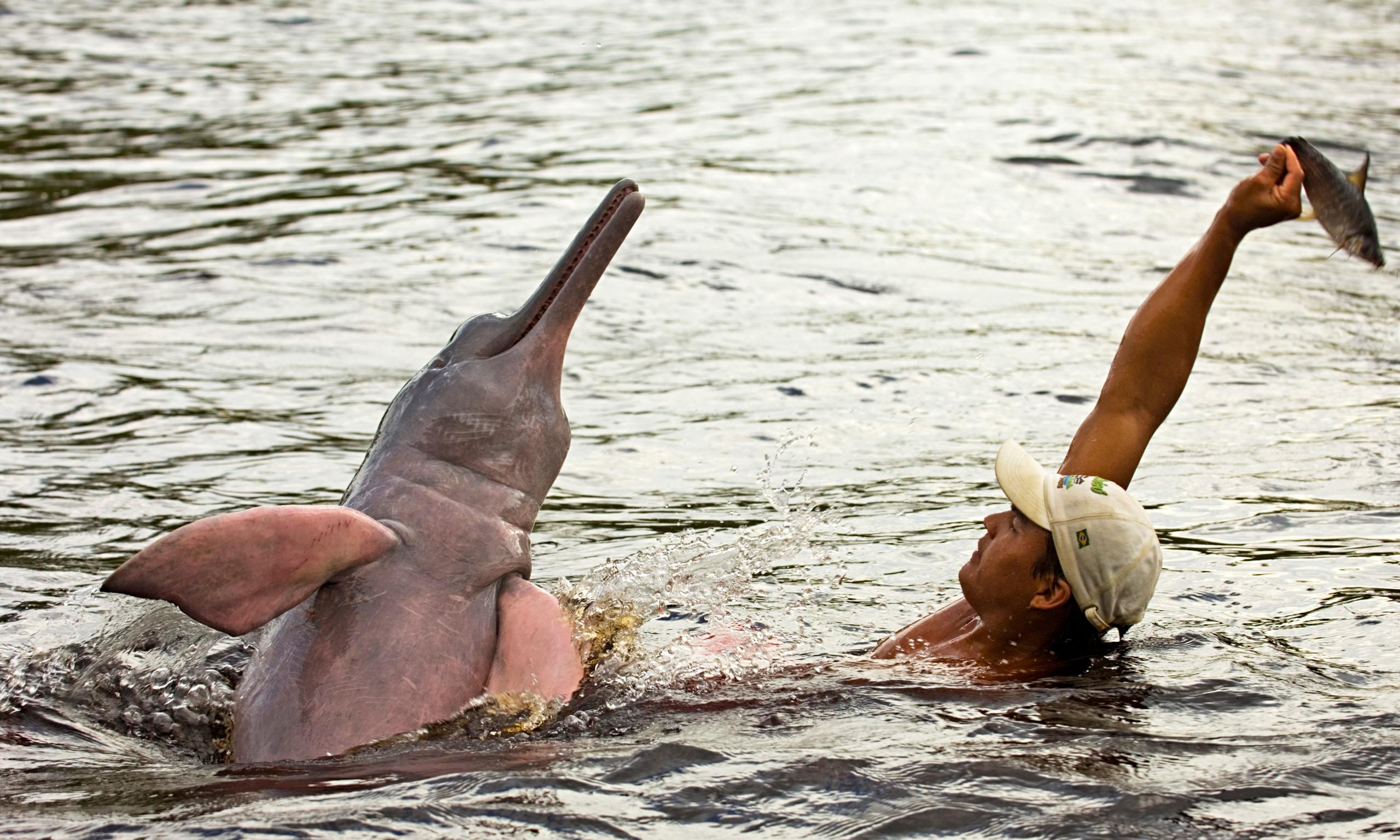 Амазонский Дельфин бут